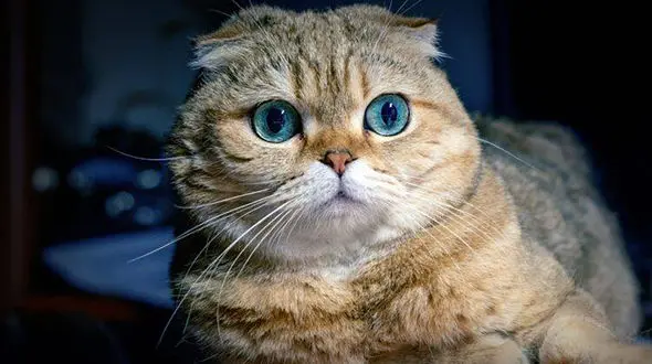 آیا گربه ها هم دچار نقص ژنتیکی می شوند؟ + فیلم