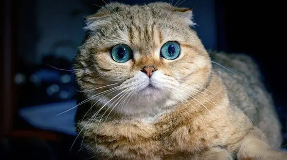 آیا گربه ها هم دچار نقص ژنتیکی می شوند؟ + فیلم