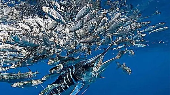 ماهی ها به لنج صیاد خوش شانس پریدند + فیلم 