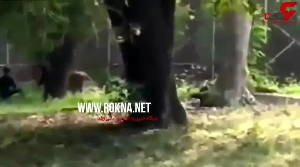 اقدام عجیب مرد هندی در قفس شیرها+ فیلم دلهره آور