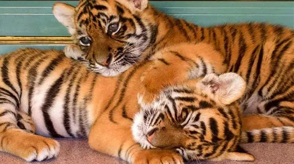 کشف دو توله ببر در وان آپارتمان اتریش+عکس