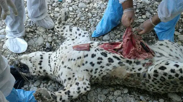 واکنش استاندار کهگیلویه و بویراحمد به مرگ یک قلاده پلنگ نادر ایرانی