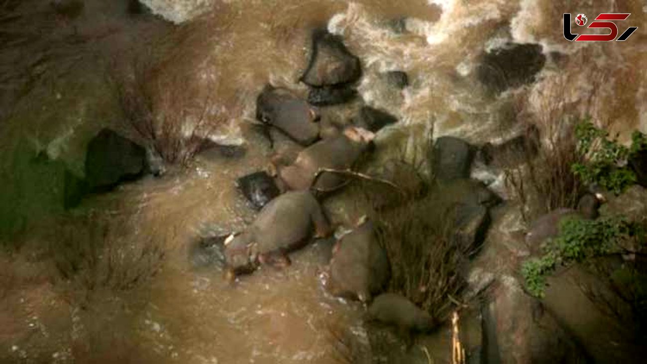 فیل های تایلندی قربانی مهربانی شان شدند / مرگ 6 فیل در یک فاجعه + عکس