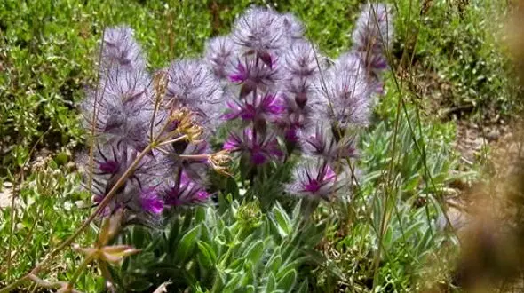 چای کوهی را بیشتر بشناسید