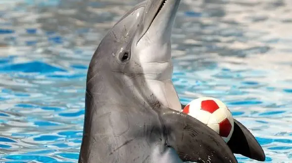 روانشناس حیوانات در ایران نداریم !/ هیچ جای دنیا دلفیناریوم در مرکز شهر نساخته اند