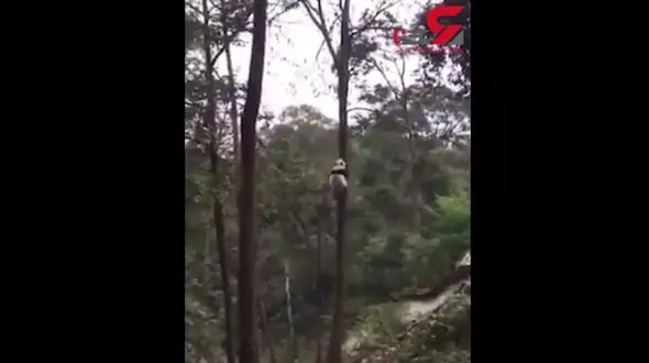 این پاندا تنبل نیست +فیلم