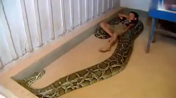  فیلم عجیب از زندگی پسر بچه 7 ساله با مار غول پیکر پیتون / شوکه می شوید