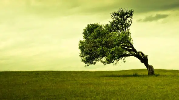  وزش باد شدید در 8 استان کشور