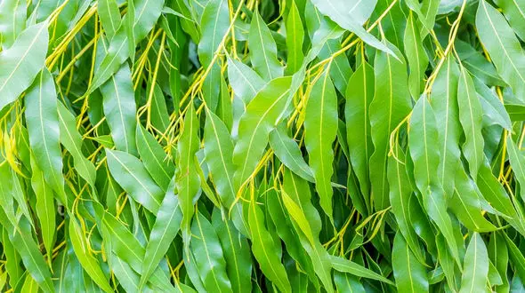 کلینیک زیبایی با گیاهان دارویی + جدول