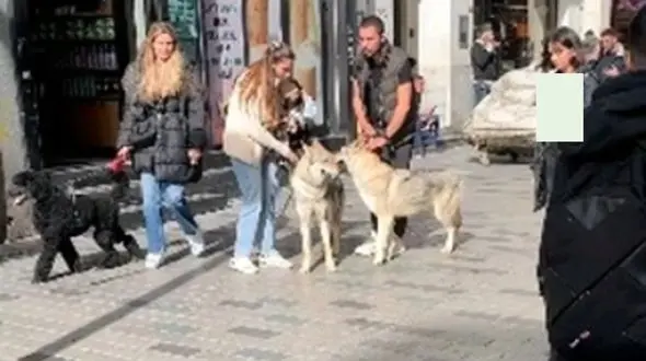 فیل یک گرگ در خیابان استقلال استانبول