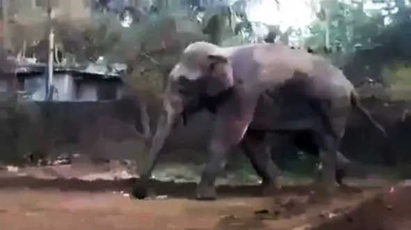 فیلم لحظه حمله حیوان غول پیکر به خانه‌های مردم روستا + فیلم