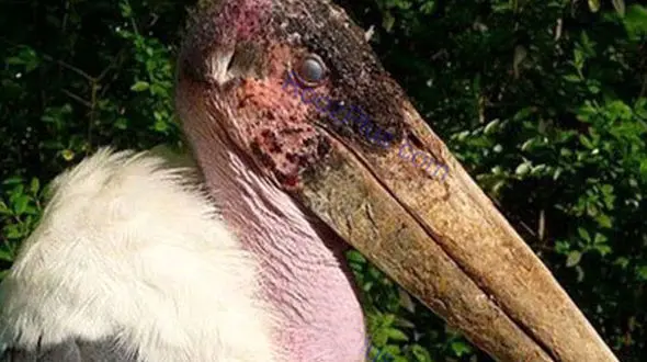 عجیب ولی واقعی / زندگی این زامبی ترسناک در جنگل+عکس
