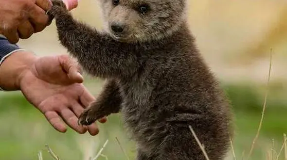 از خوشحالی توله خرس از بارش برف تا شکار گور خر توسط شیر ماده