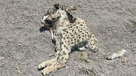 عکس لاشه تکه تکه شده یوزپلنگ در سمنان