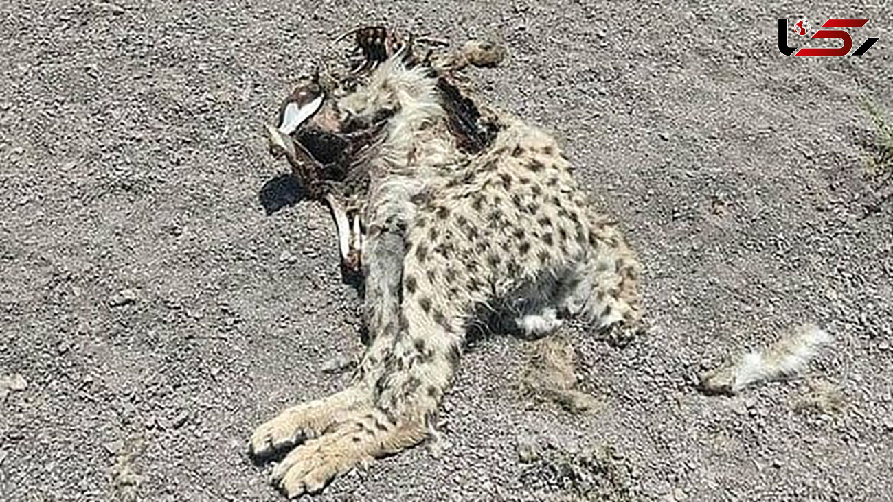 عکس لاشه تکه تکه شده یوزپلنگ در سمنان