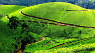 تولید 90 درصد چای کشور در گیلان 