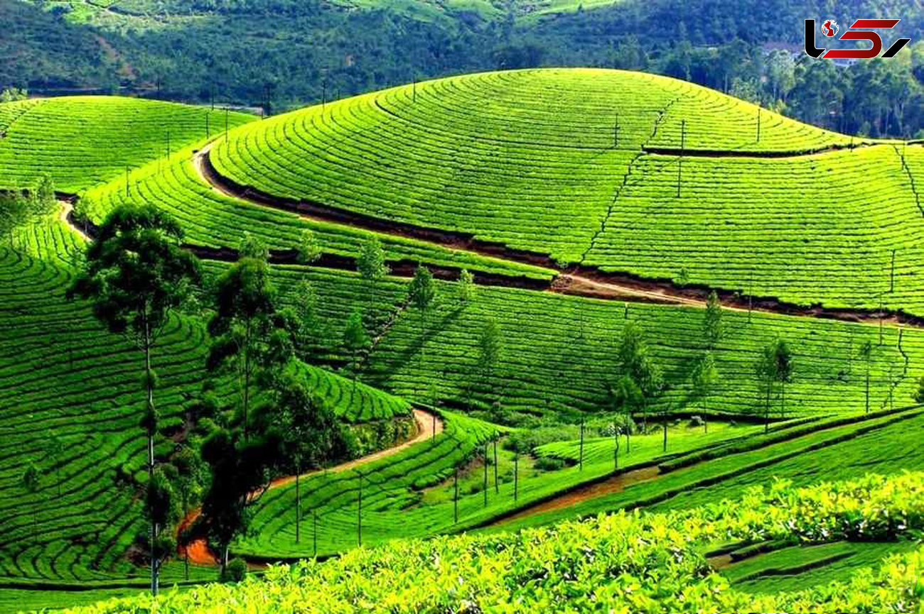 تولید 90 درصد چای کشور در گیلان 