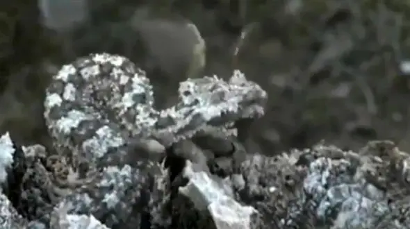 شکار غافلگیرکننده یک مار + فیلم