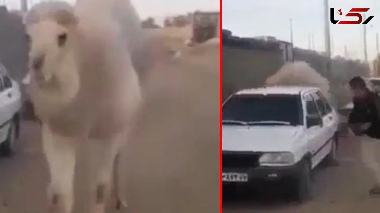 فیلم تنها موردی که پراید جان یک نفر را نجات داد!
