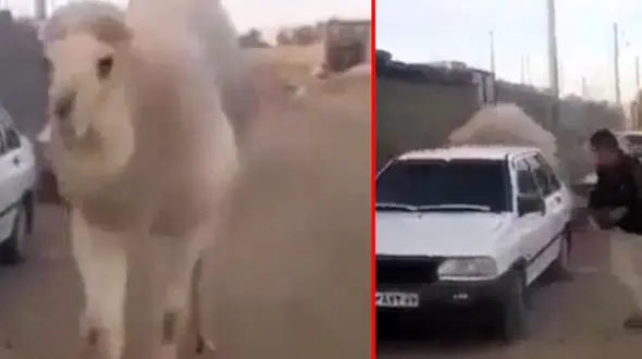 فیلم تنها موردی که پراید جان یک نفر را نجات داد!