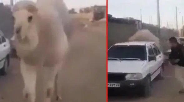 فیلم تنها موردی که پراید جان یک نفر را نجات داد!