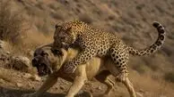 از شستن بچه گوریل  تا نجات آهو