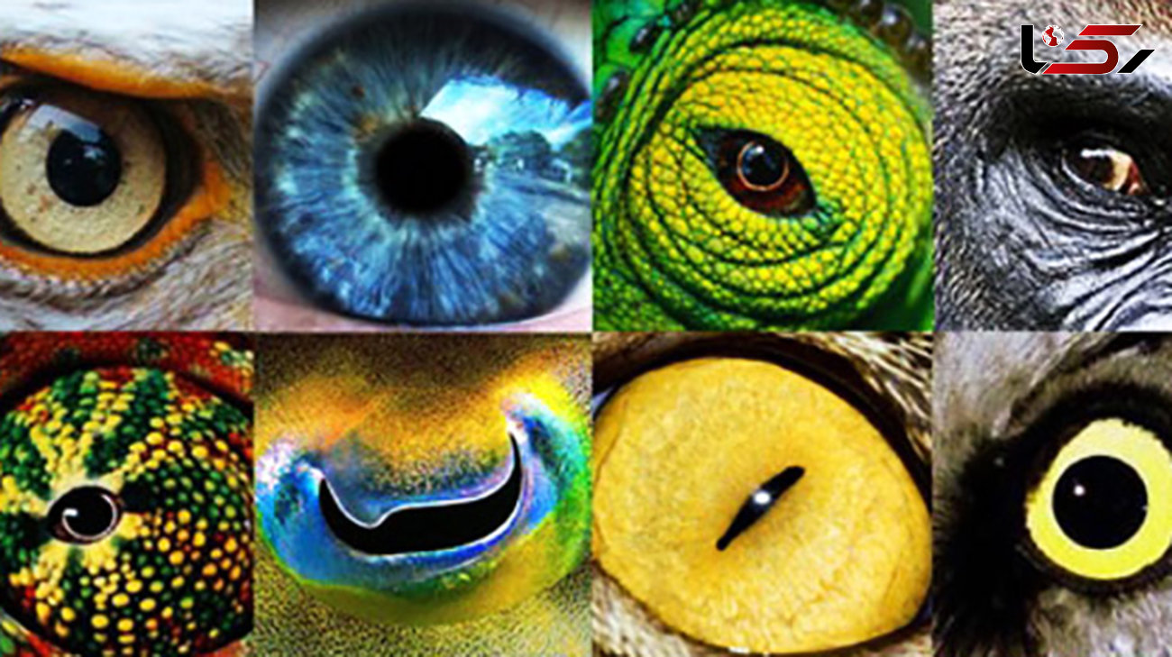 
تفاوت‌های حیرت‌آور چشمان حیوانات در نزدیک‌ترین نما +تصاویر
