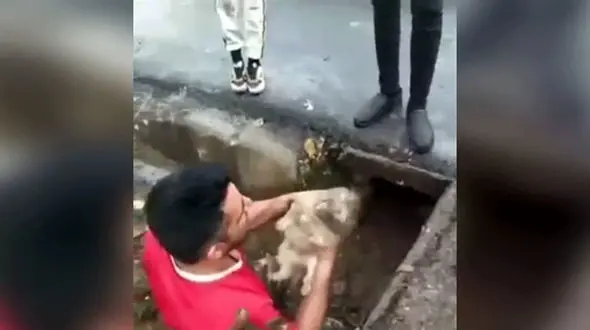 نجات 3 توله سگ در خرم آباد + فیلم تحسین برانگیز است 