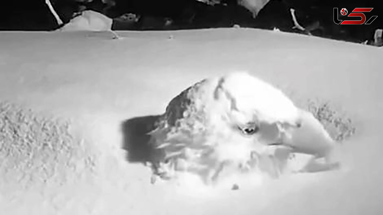 فیلم/ وقتی عقاب قرار است مادر بشود؛ تا کله در برف فرو می‌رود ولی بی‌خیال نمی‌شود