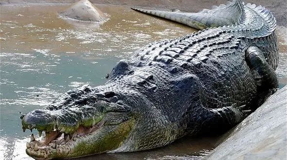 تمساح سرگردان به زیستگاه طبیعی اش بازگشت 