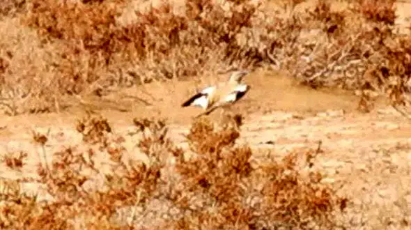 ثبت نخستین مشاهده چکاوک هدهدی در قزوین