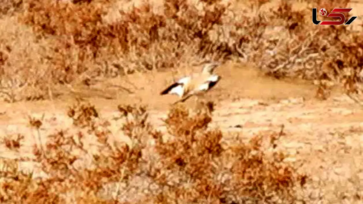 ثبت نخستین مشاهده چکاوک هدهدی در قزوین