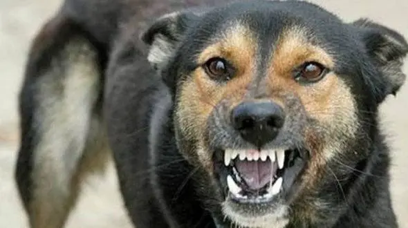 فیلم ترسناک / حمله شدید سگ به کودکی در خیابان‌های نیویورک