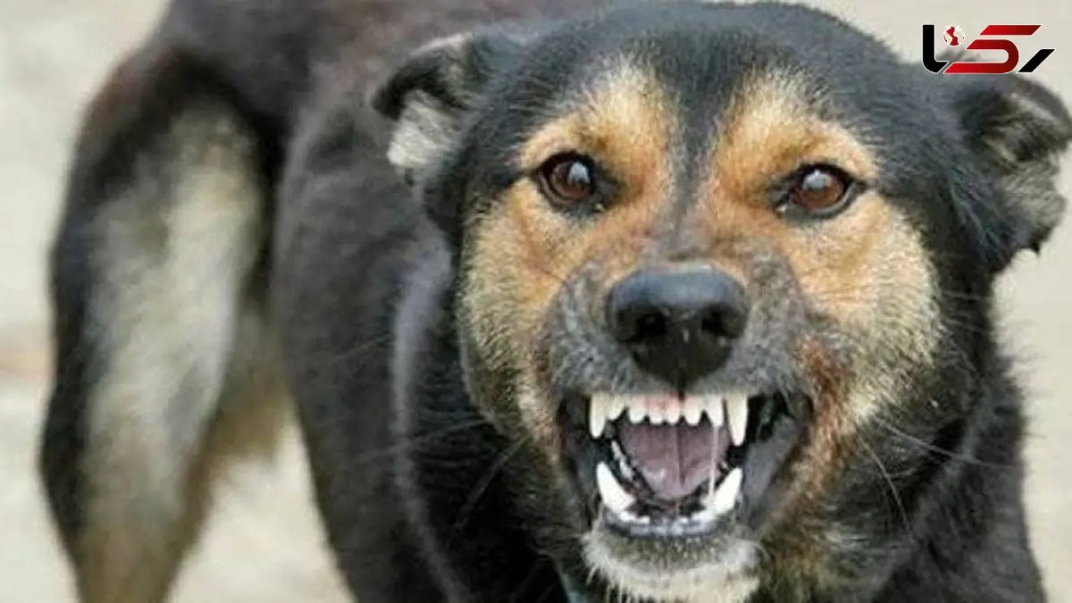 فیلم ترسناک / حمله شدید سگ به کودکی در خیابان‌های نیویورک