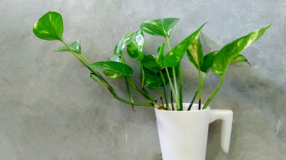 گیاهان آپارتمانی دوستدار هوای پاک