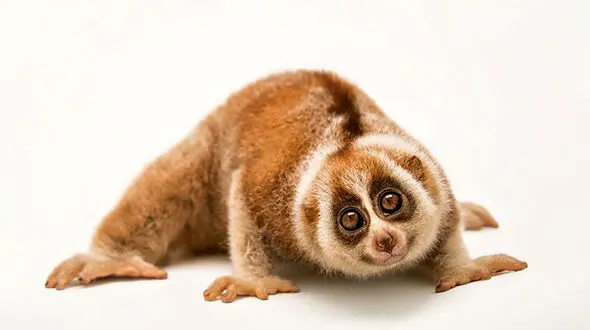 حیوانی کشنده در ظاهری آرام!