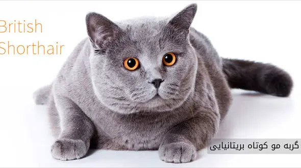 گربه ای که زیبا و منحصر به فرد است +تصاویر دیدنی