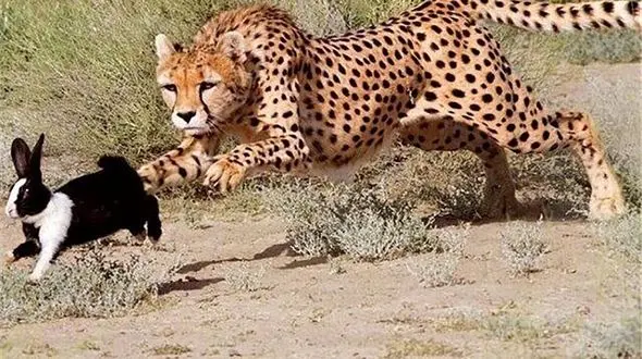 تصویب سند فرابخشی یوزپلنگ برای نخستین بار در کشور + عکس