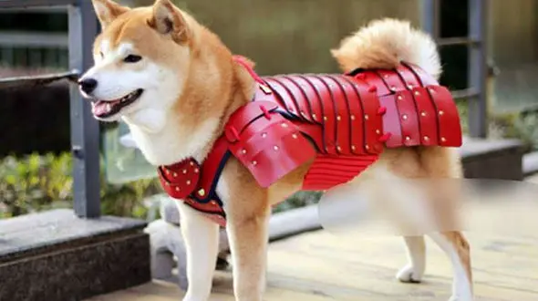 زره های سامورایی زیبا برای سگ ها و گربه های خانگی +تصاویر 