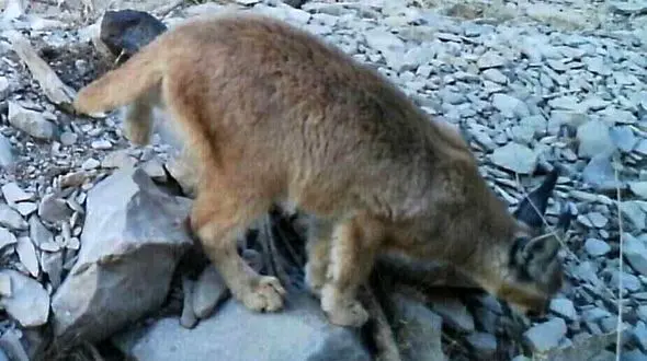 تلف شدن یک سیاه گوش در اردبیل