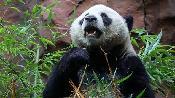 دوقلوهای پیرترین پاندای جهان به دنیا آمد! + عکس 