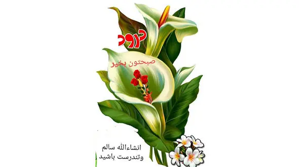 فال روزانه شخصی / 23 دی ماه + فیلم