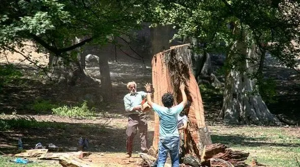 قاچاق چوب با پراید!