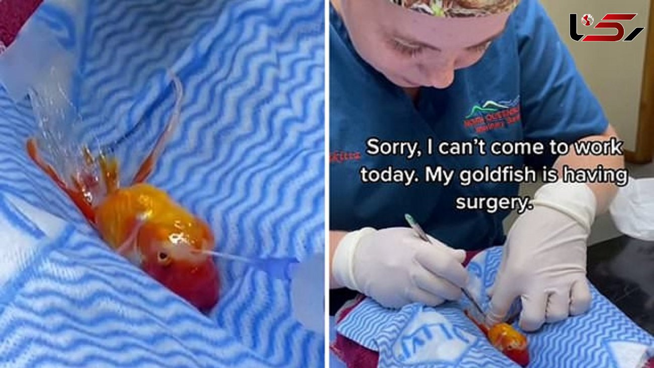 جراحی ماهی قرمز سرطانی توسط پزشک استرالیایی + فیلم