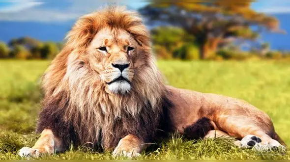 ابهت و زیبایی در حیات وحش + فیلم