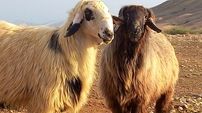 قوچ گله طویله را با رینگ مسابقه اشتباه گرفت!/ چوپان اسیر حملات مکرر قوچ گله شد+ فیلم