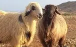 قوچ گله طویله را با رینگ مسابقه اشتباه گرفت!/ چوپان اسیر حملات مکرر قوچ گله شد+ فیلم