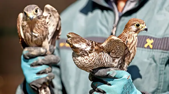 فیلم رهاسازی ۱۸ پرنده شکاری آسیب دیده در اصفهان