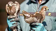 فیلم رهاسازی ۱۸ پرنده شکاری آسیب دیده در اصفهان