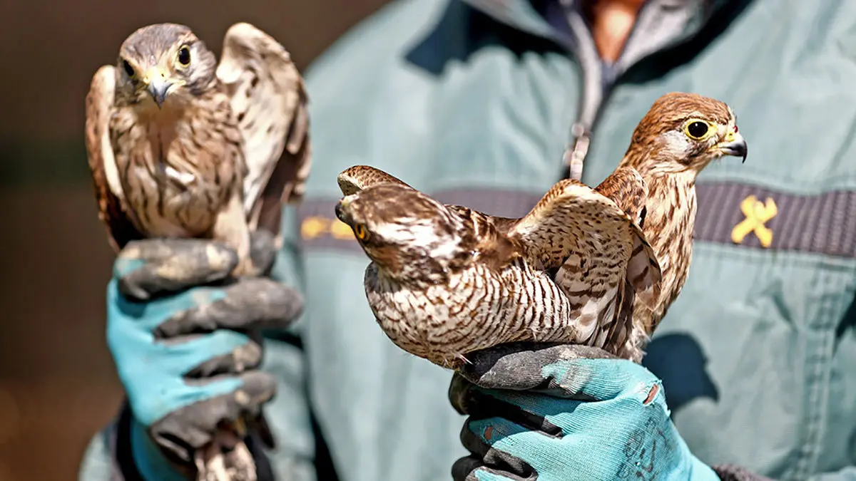 فیلم رهاسازی ۱۸ پرنده شکاری آسیب دیده در اصفهان